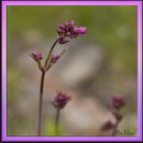 Clammy campion , Red Catchfly
